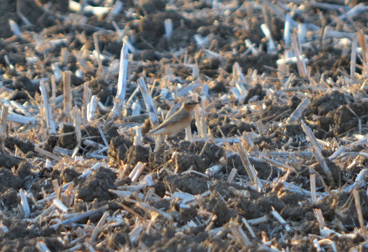 Northern Wheatear