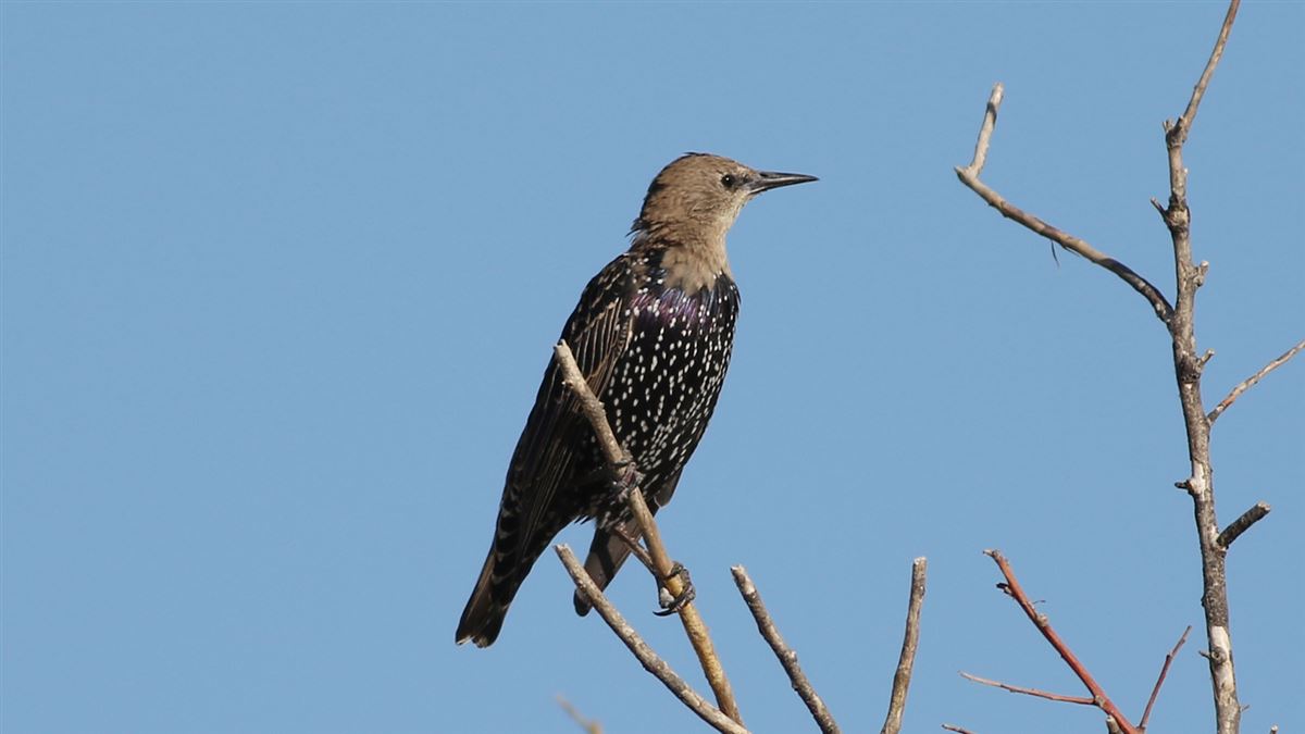 Common Starling