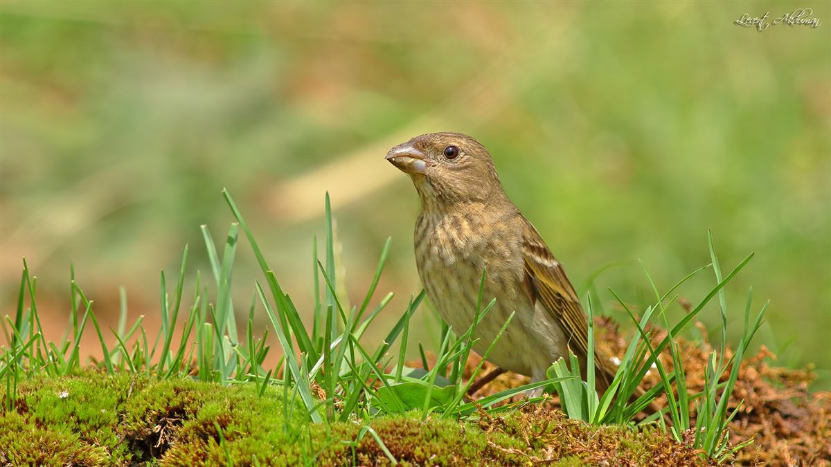Common Rosefinch