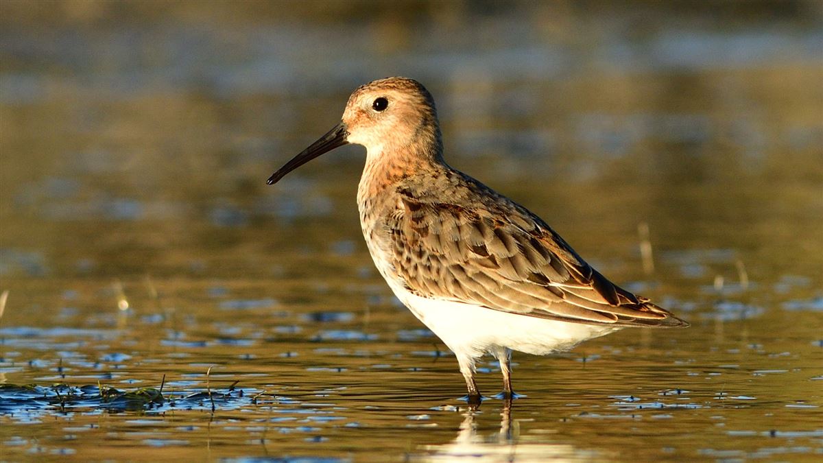Dunlin