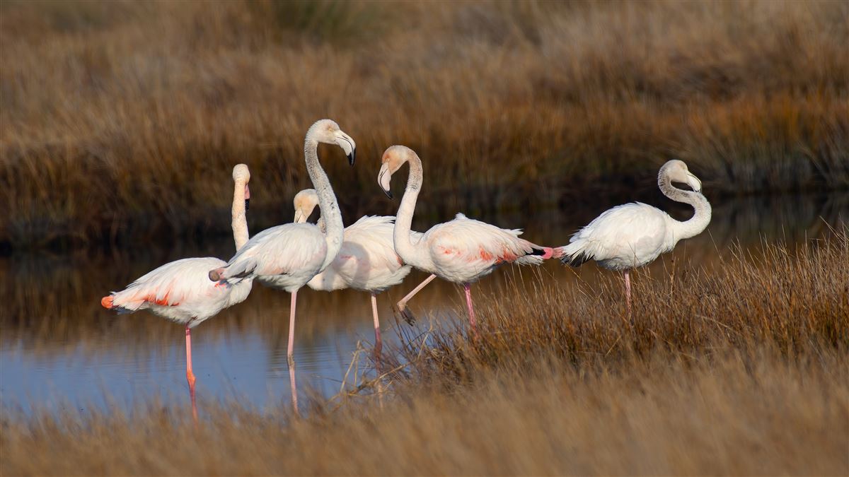 Greater Flamingo