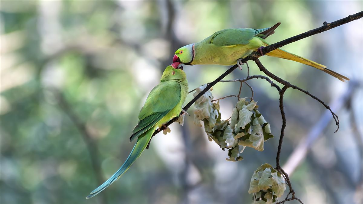 Rose-ringed Parakeet