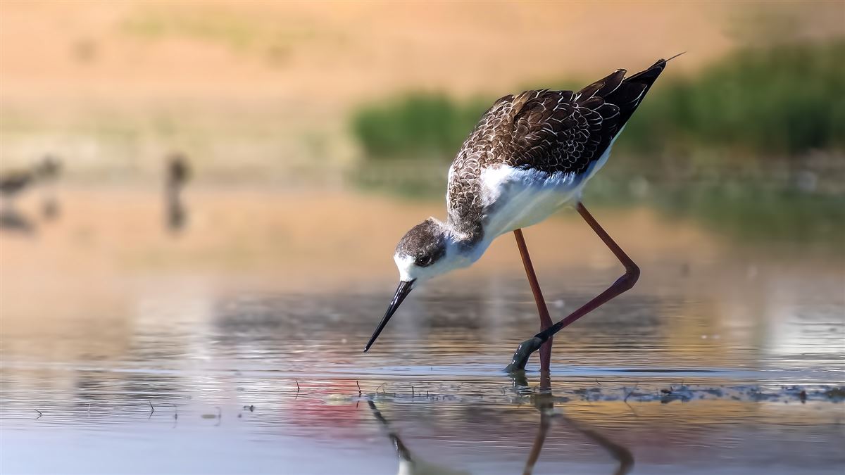 Black-winged Stilt