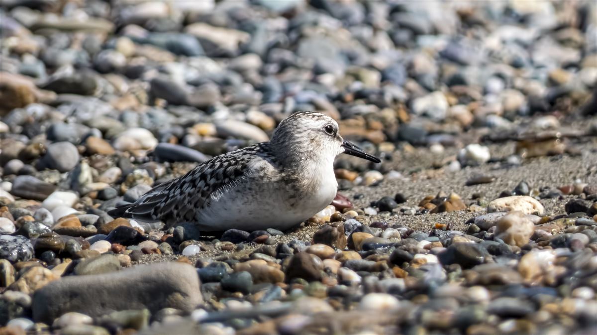 Sanderling