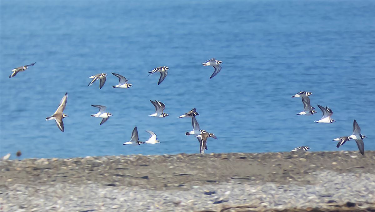 Common Ringed Plover