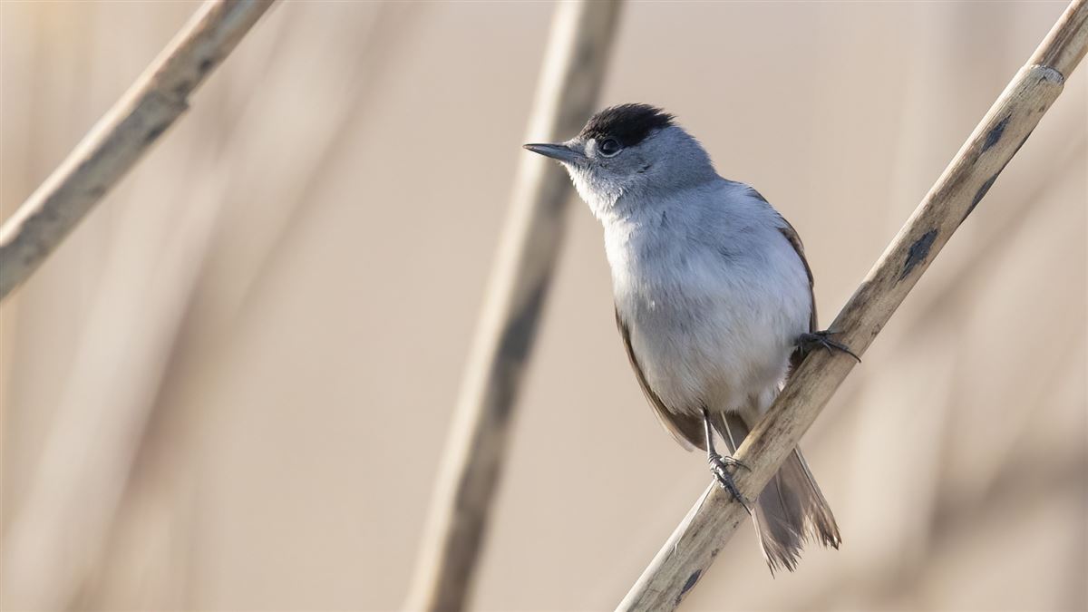Eurasian Blackcap