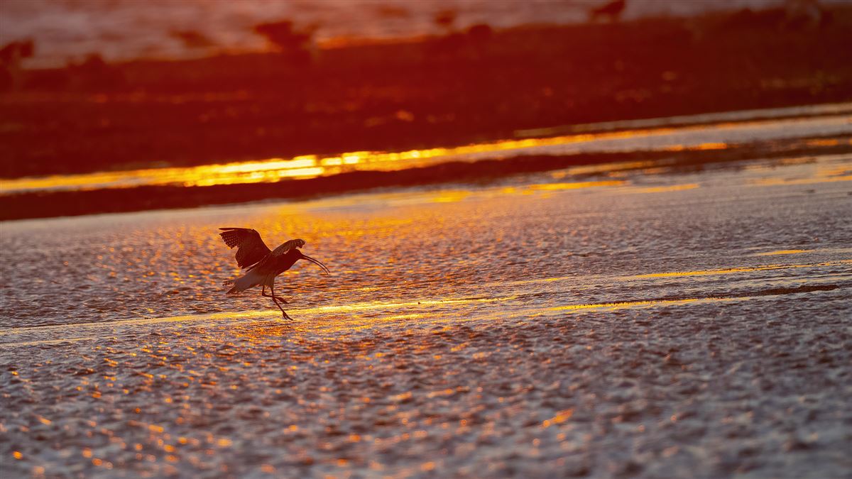 Eurasian Curlew