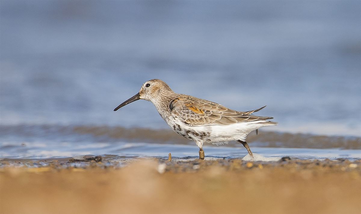 Dunlin