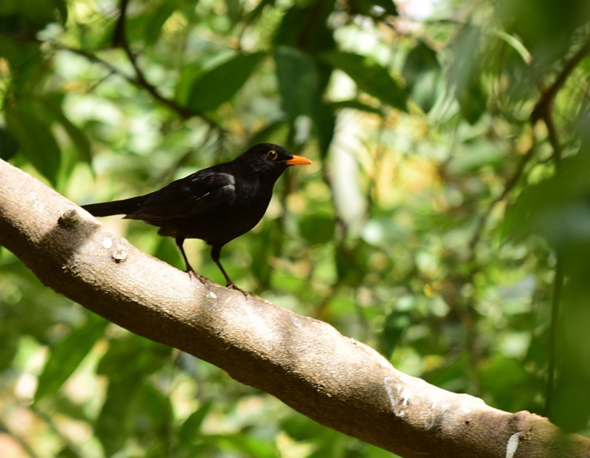Common Blackbird
