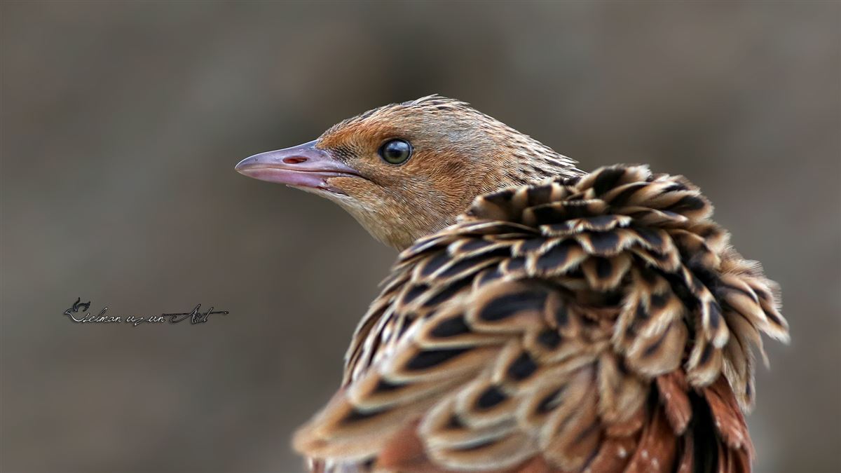 Corn Crake