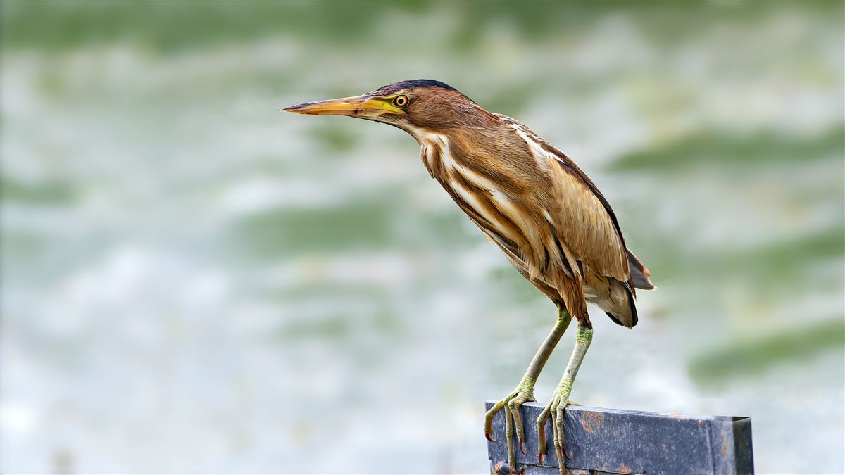 Little Bittern