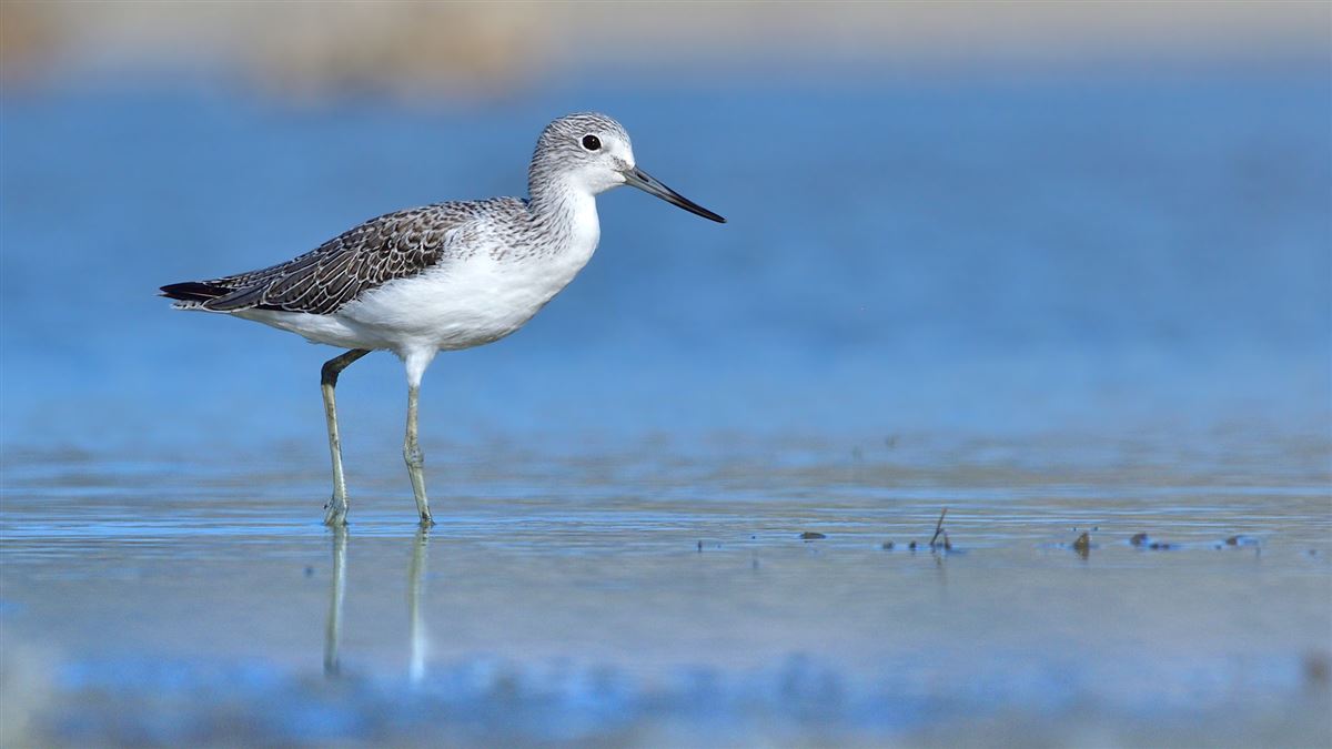 Common Greenshank