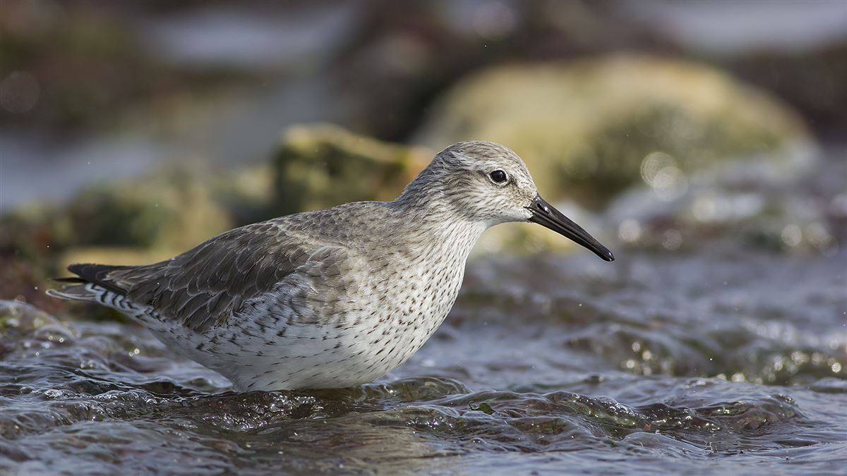 Red Knot