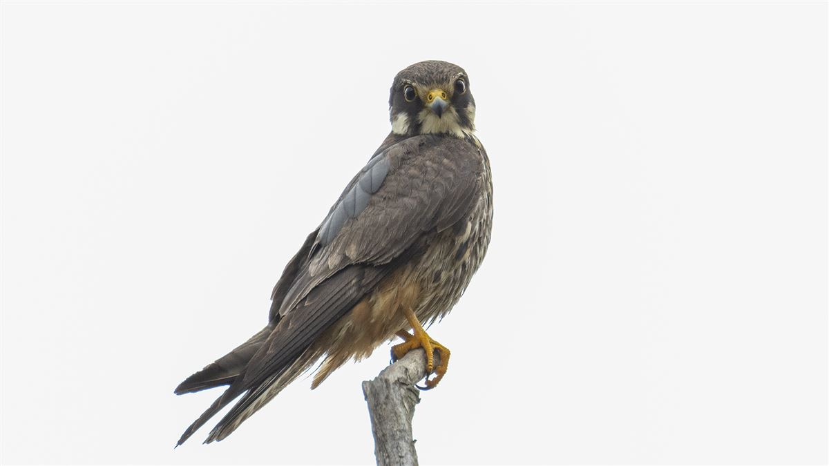 Eurasian Hobby