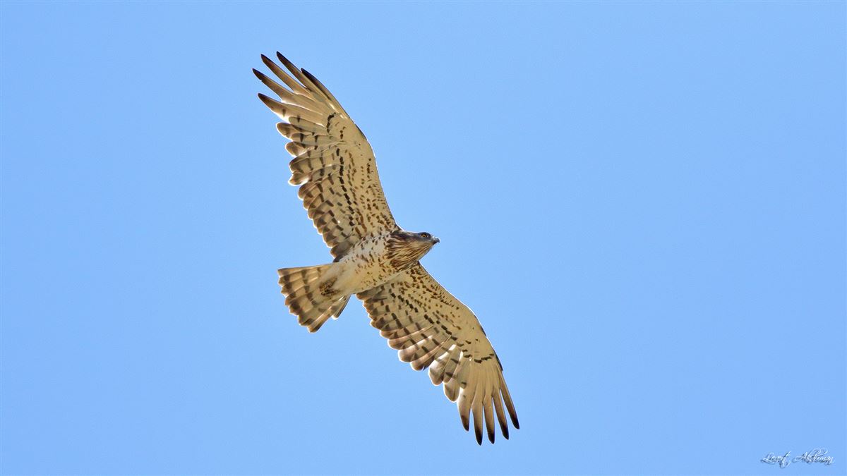 Short-toed Snake Eagle