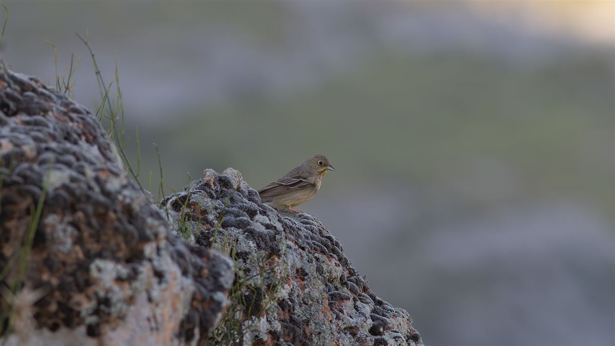 Cinereous Bunting