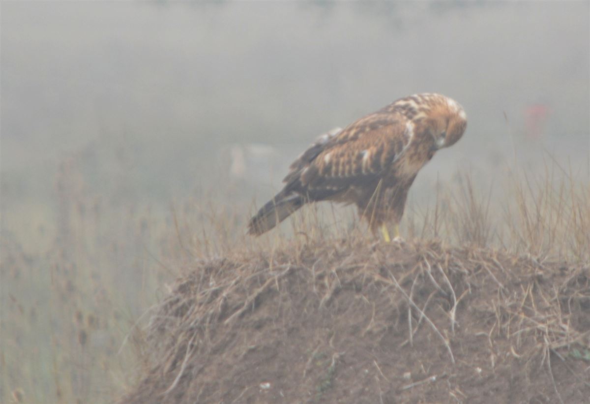Long-legged Buzzard