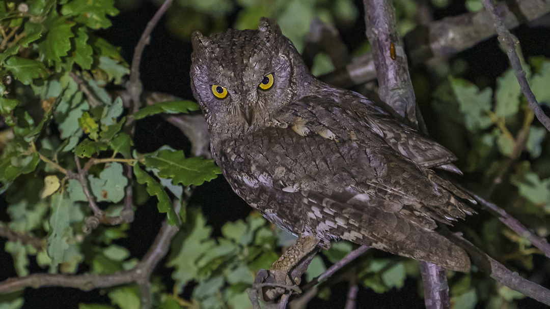 Eurasian Scops Owl