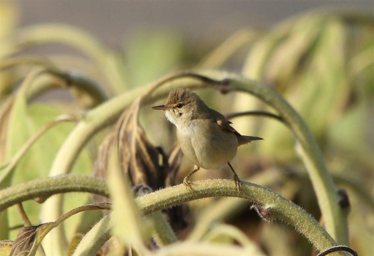Marsh Warbler