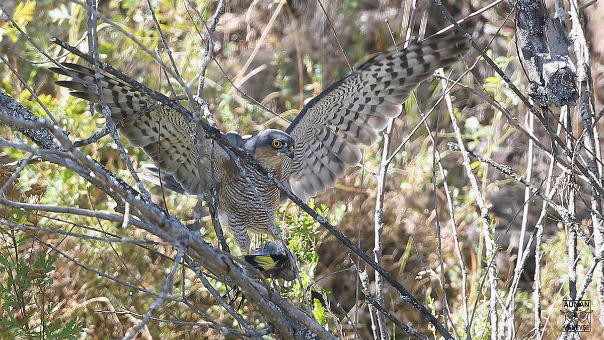 Eurasian Sparrowhawk