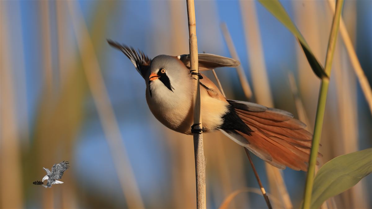 Bearded Reedling