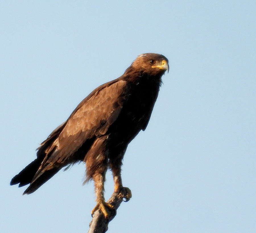 Lesser Spotted Eagle