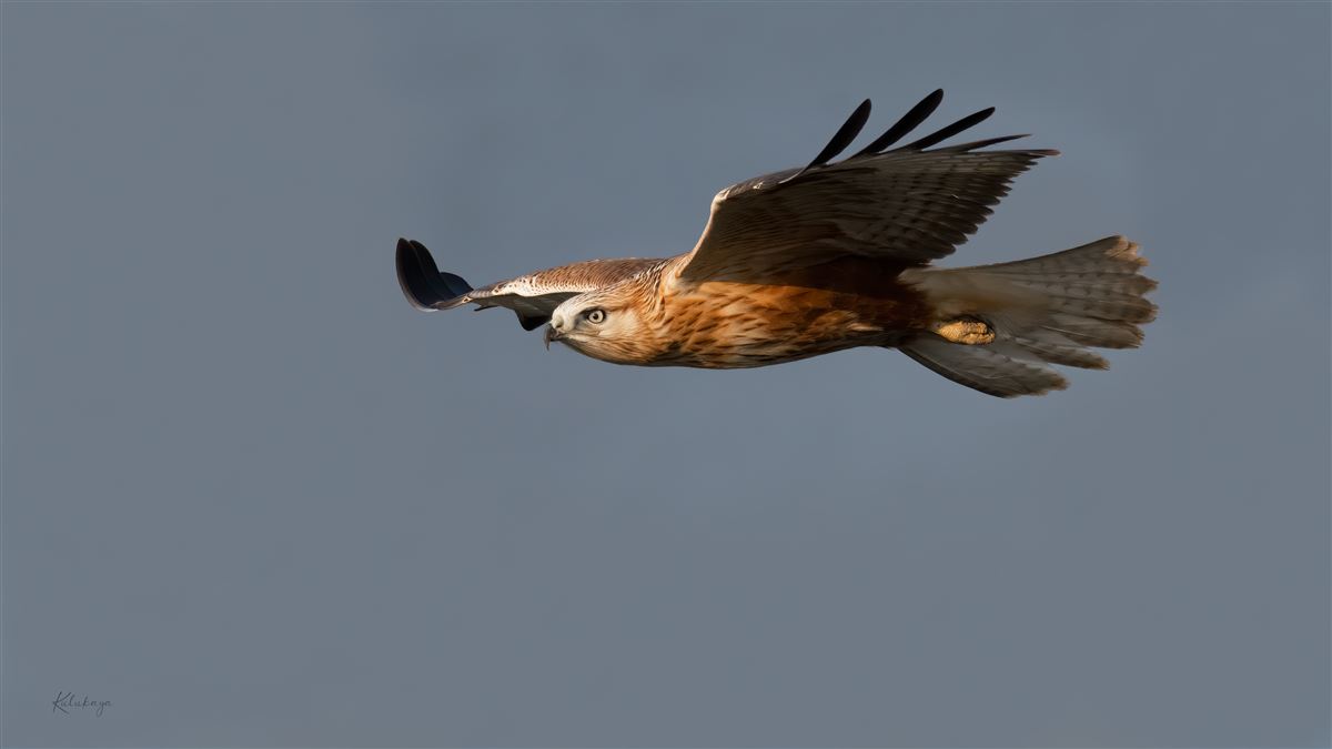 Long-legged Buzzard