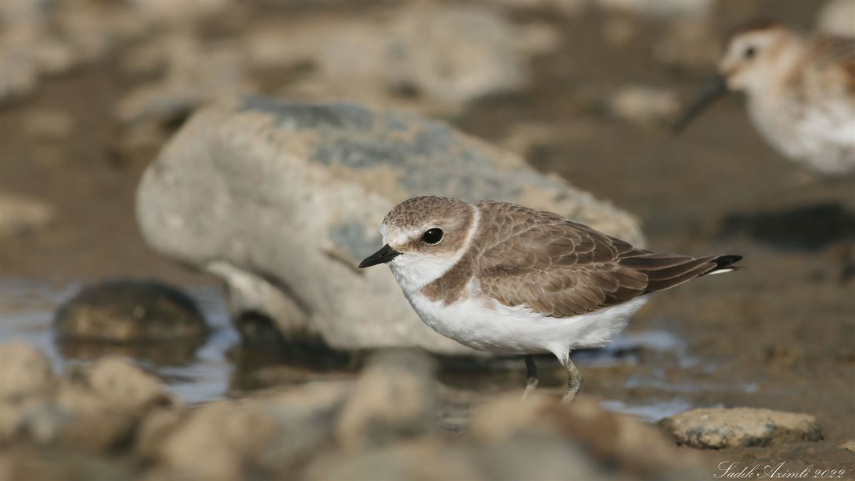 Kentish Plover