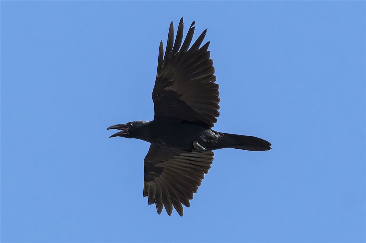 Northern Raven