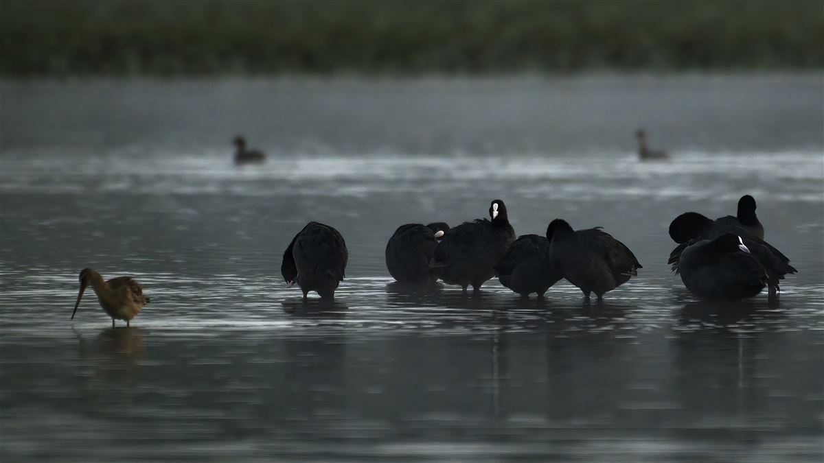 Eurasian Coot