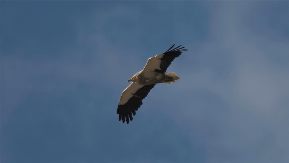 Egyptian Vulture