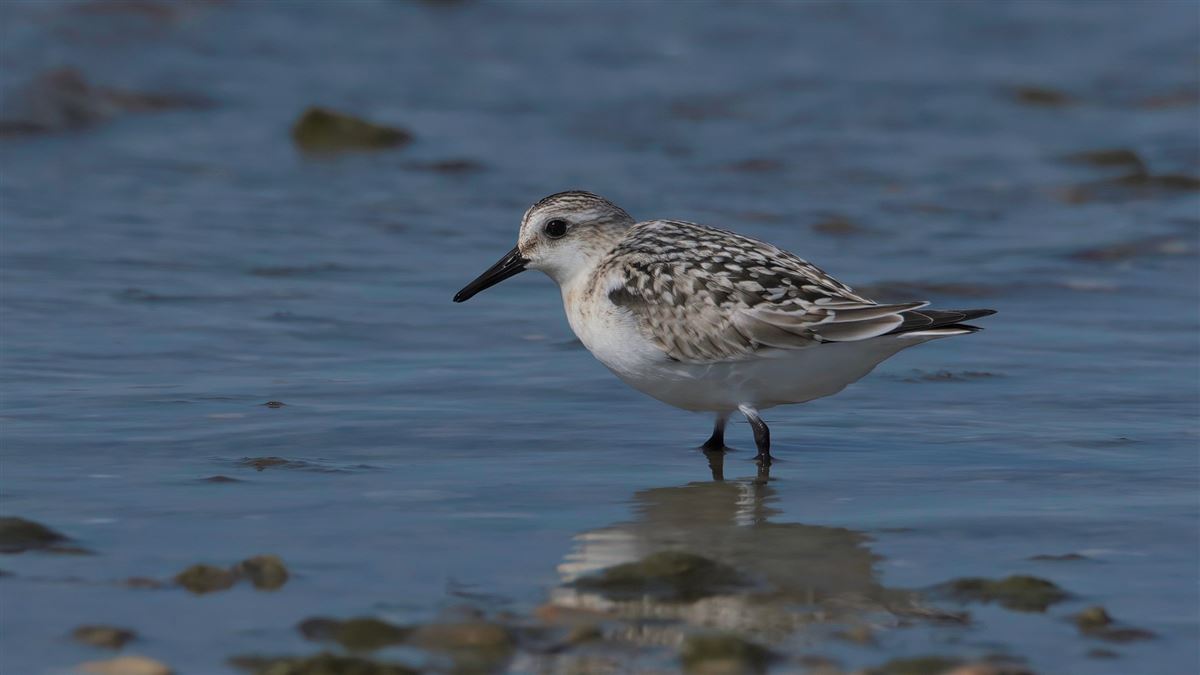 Sanderling