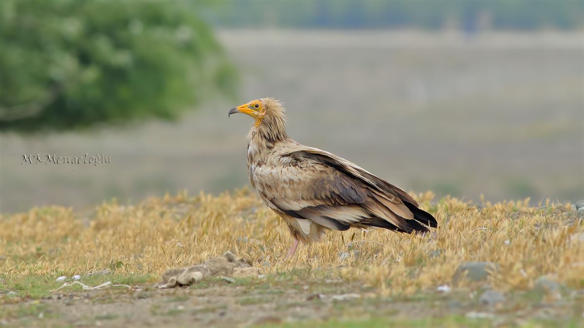 Egyptian Vulture