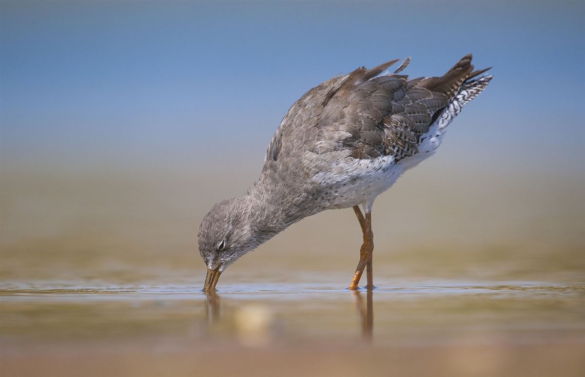 Common Redshank