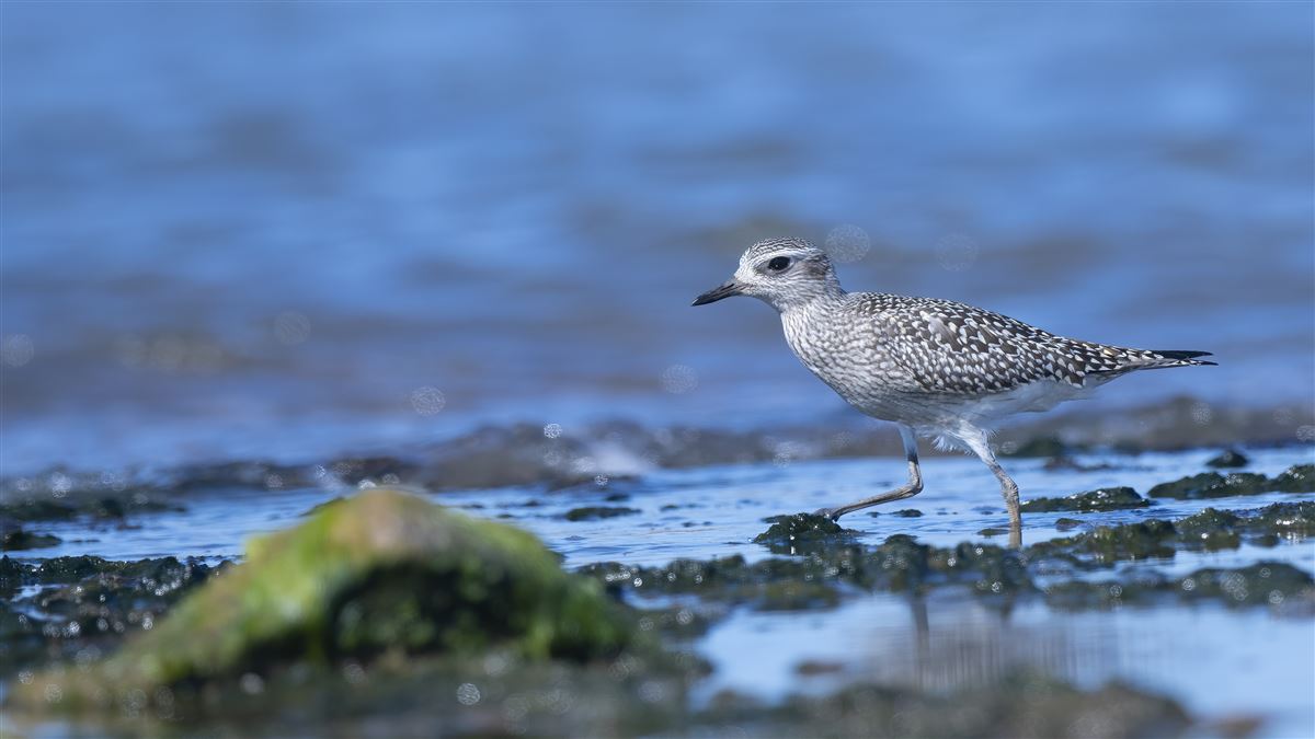 Grey Plover