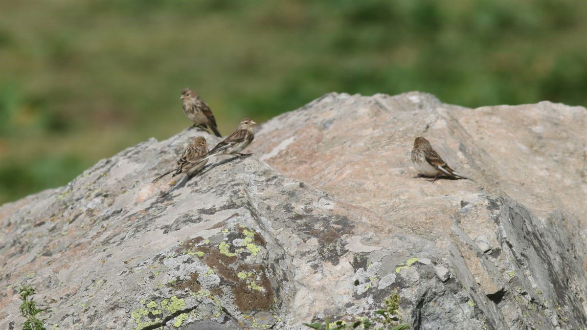 Twite
