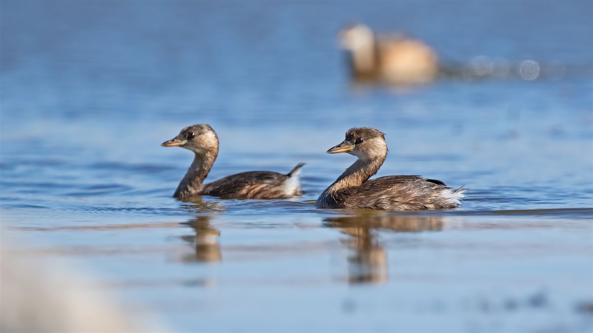 Little Grebe