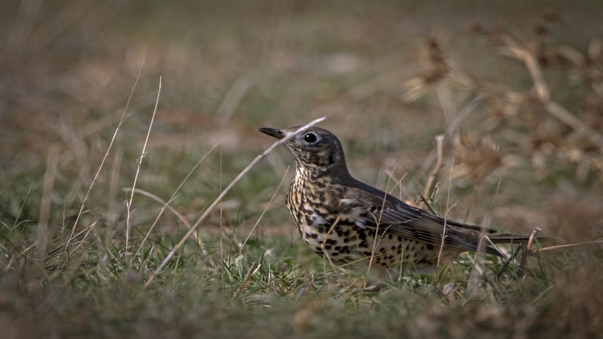 Mistle Thrush