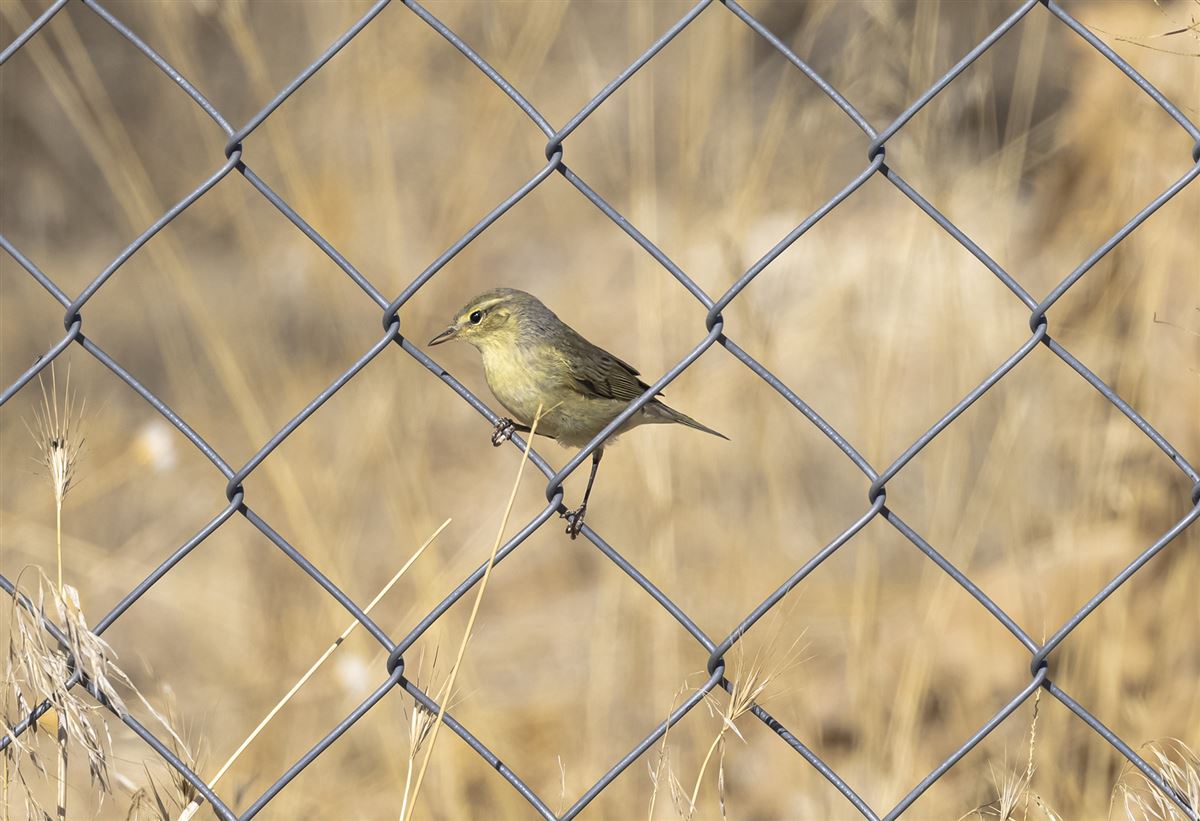 Common Chiffchaff
