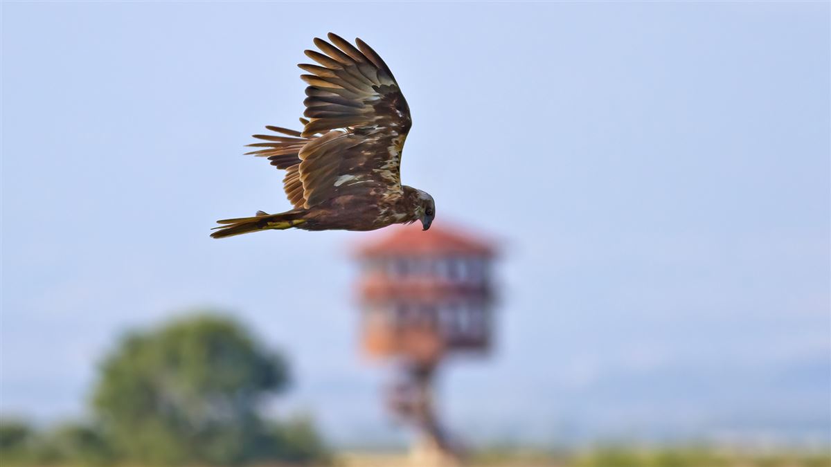 Western Marsh Harrier