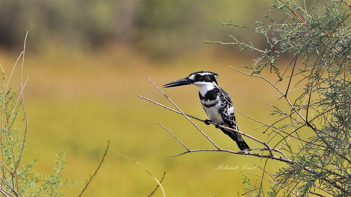 Pied Kingfisher
