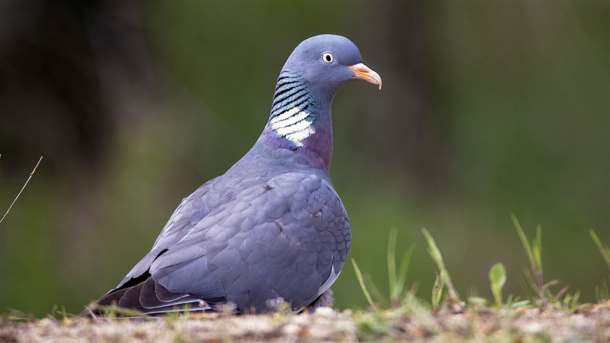 Common Wood Pigeon