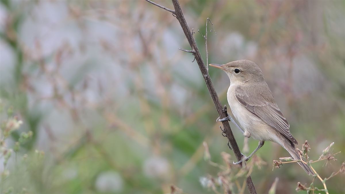 Eastern Olivaceous Warbler
