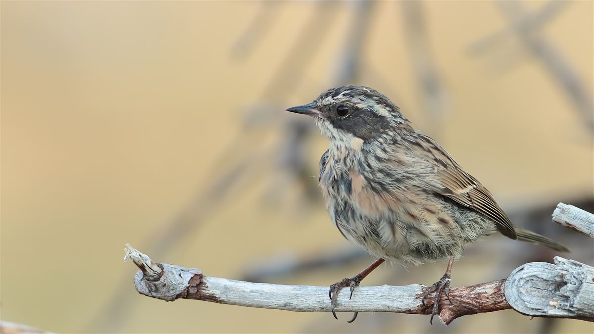 Radde`s Accentor