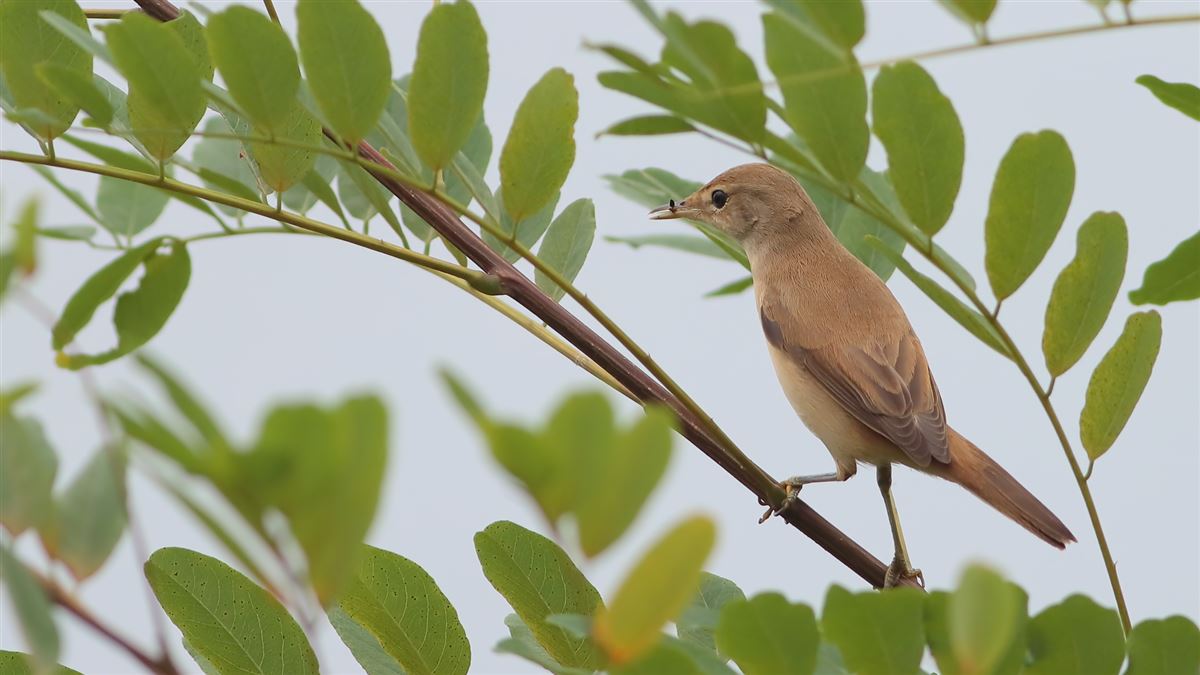 Booted Warbler