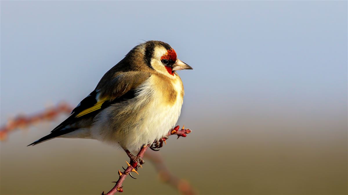European Goldfinch