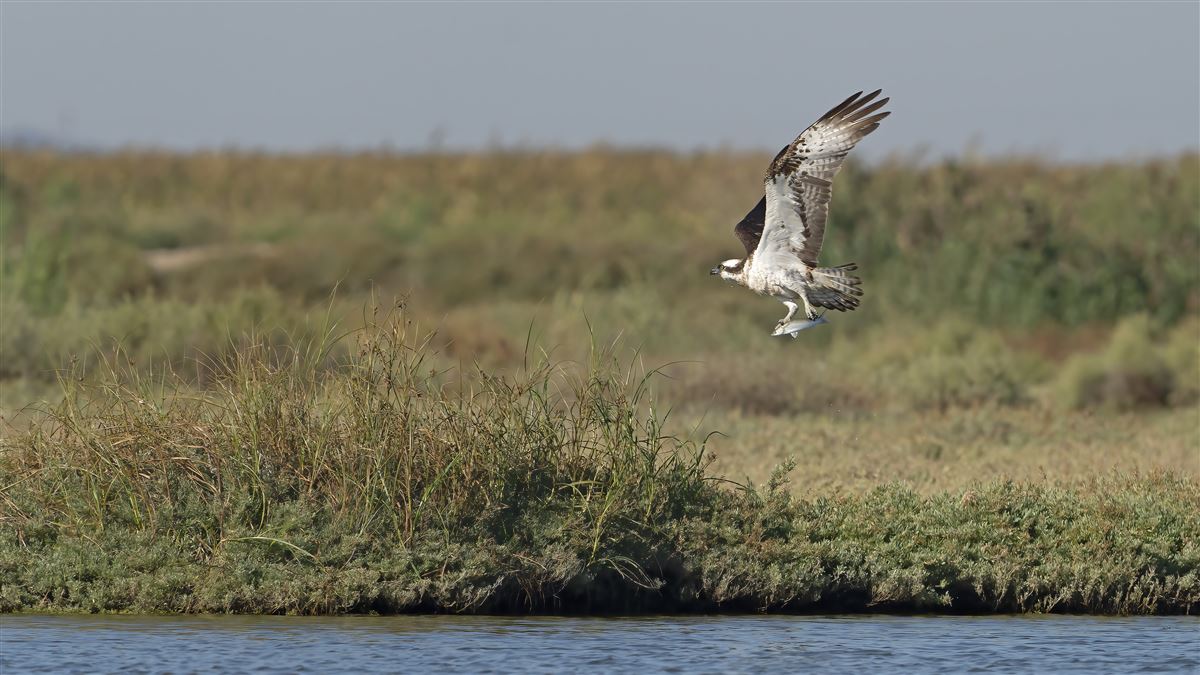 Osprey