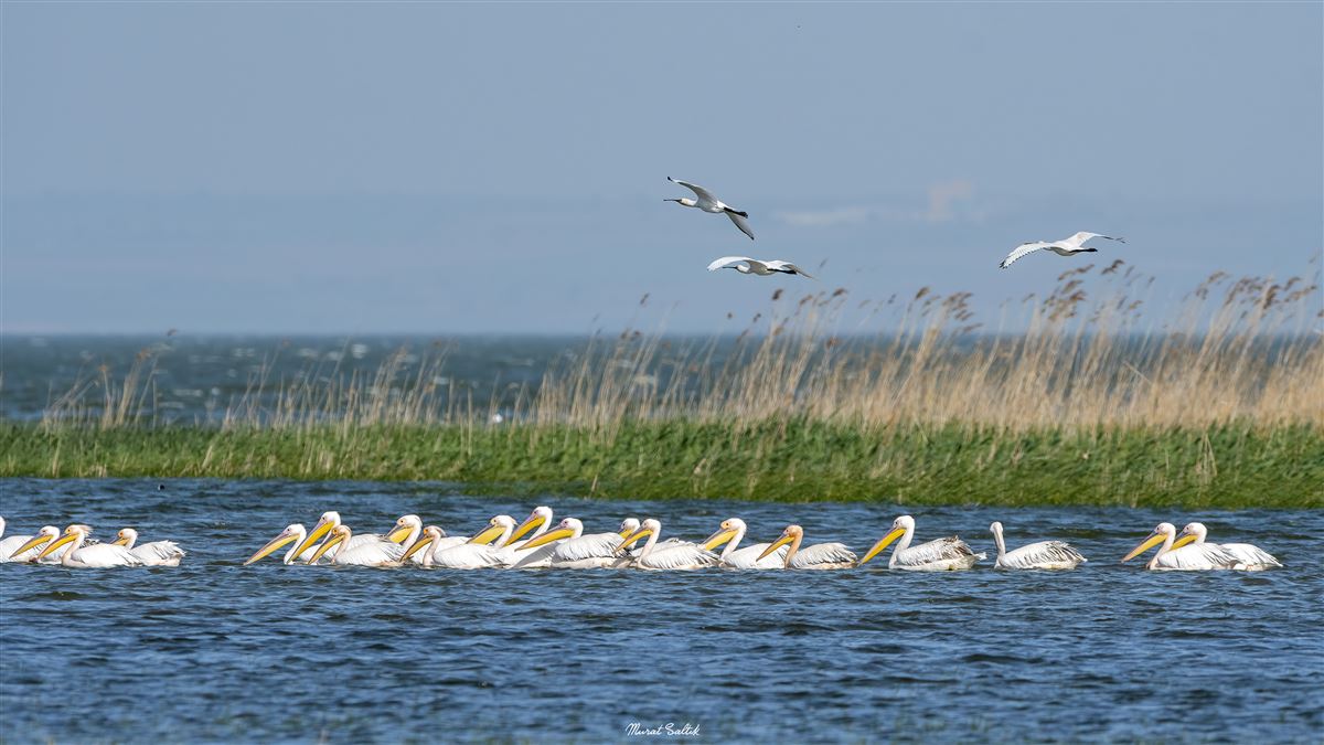 Great White Pelican