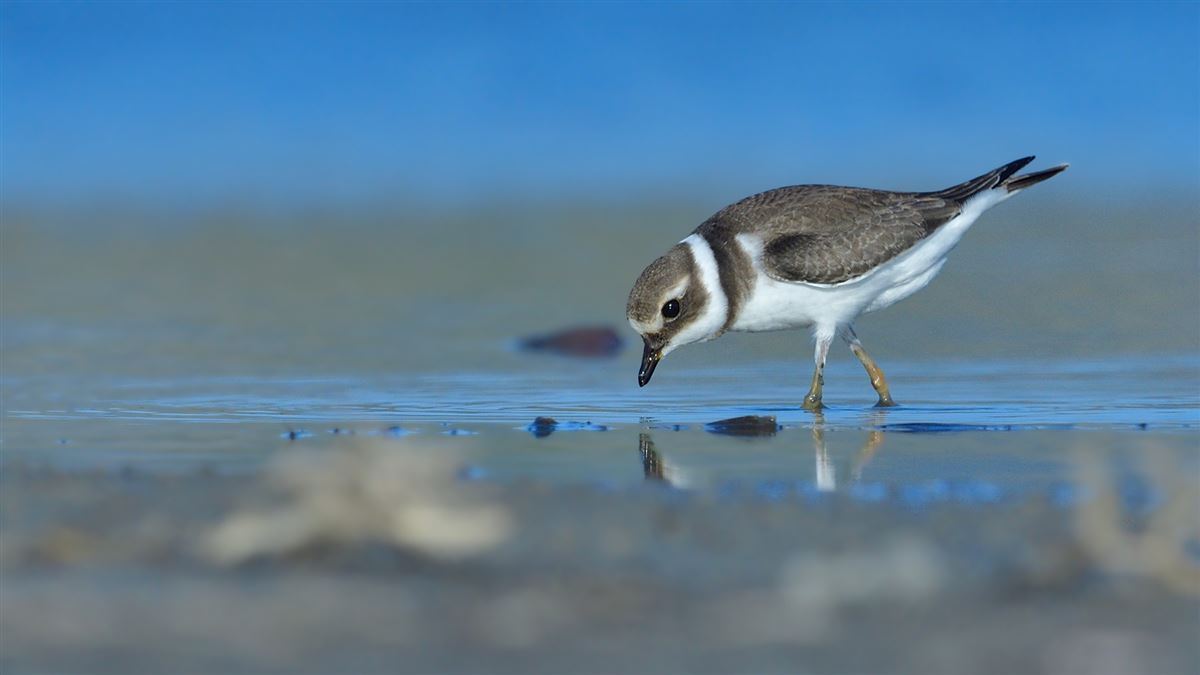 Common Ringed Plover