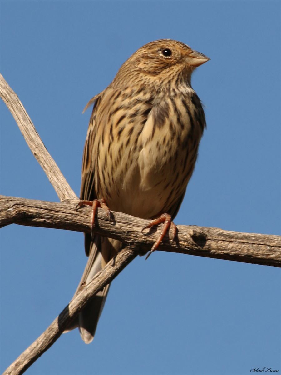 Corn Bunting